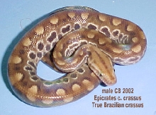 Epicrates c. crassus