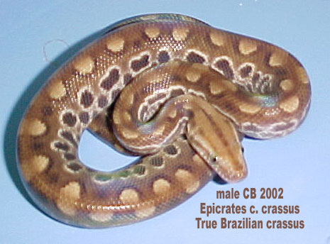 Epicrates c. crassus