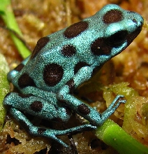 Dendrobates auratus