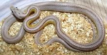 Elaphe guttata