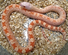 Pituophis c. affinis x Pituophic m.mugitus