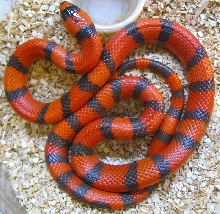 Lampropeltis t. hondurensis