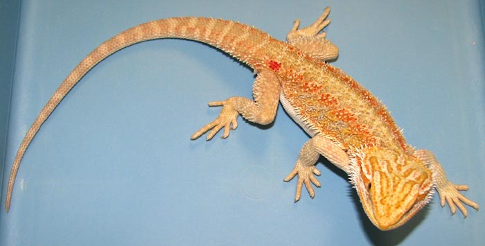Pogona vitticeps