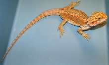 Pogona vitticeps