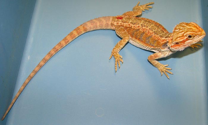 Pogona vitticeps