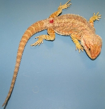 Pogona vitticeps