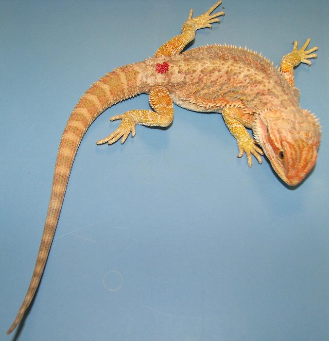Pogona vitticeps