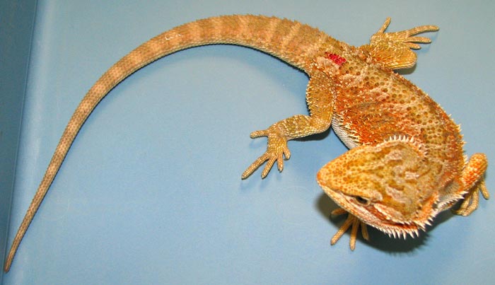 Pogona vitticeps