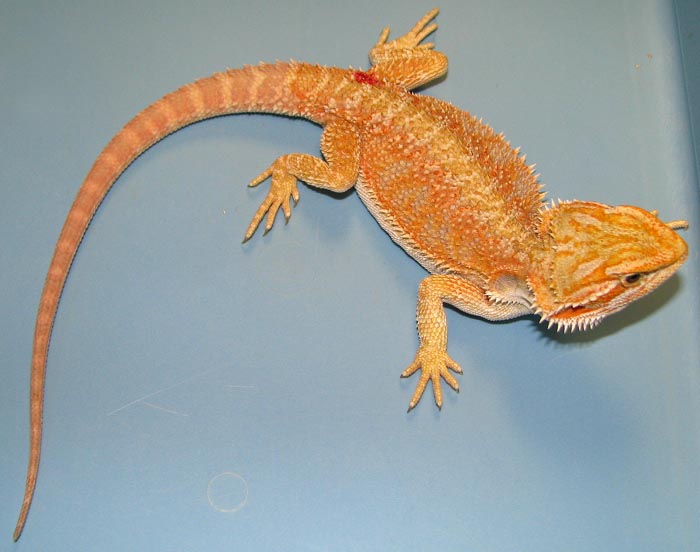 Pogona vitticeps