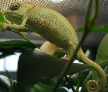 Chamaeleo calyptratus pic 2