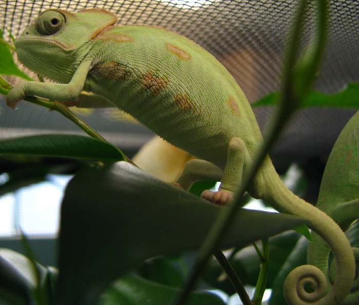 Chamaeleo calyptratus pic 2
