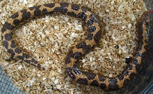 Eryx colubrinus