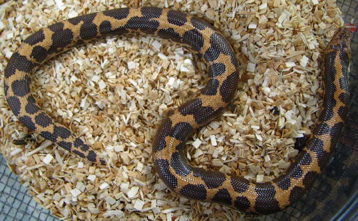 Eryx colubrinus