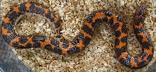 Eryx colubrinus