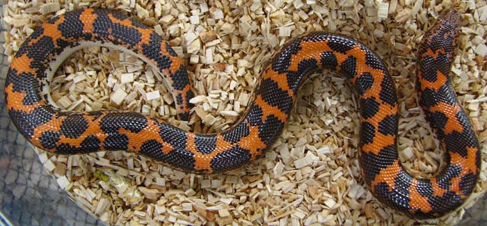 Eryx colubrinus