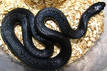 Lampropeltis g. nigritus