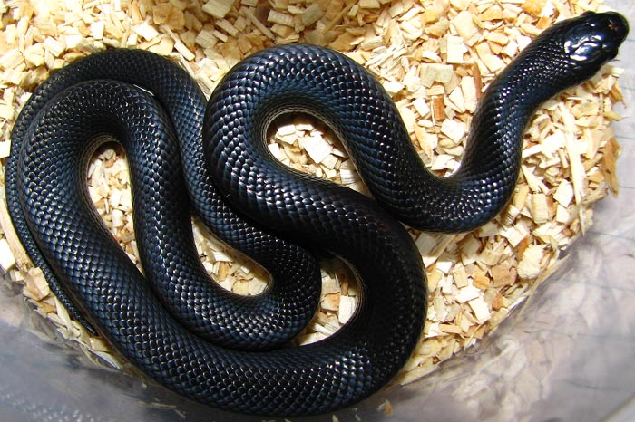 Lampropeltis g. nigritus