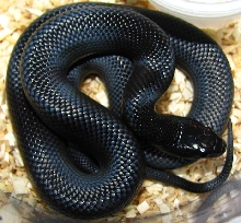 Lampropeltis g. nigritus