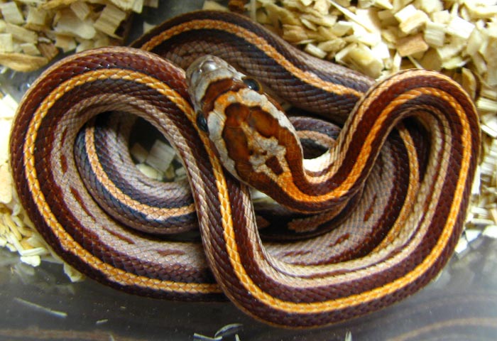 Elaphe guttata