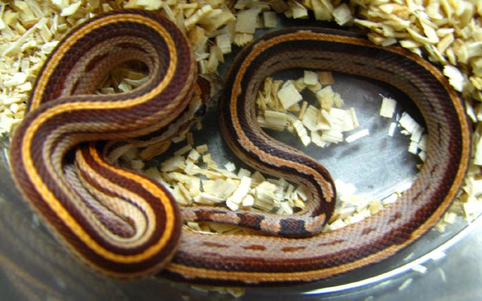 Elaphe guttata