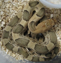 Pituophis deppei jani