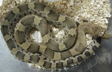 Pituophis deppei jani