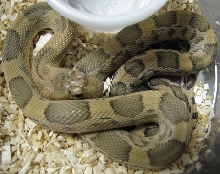 Pituophis deppei jani