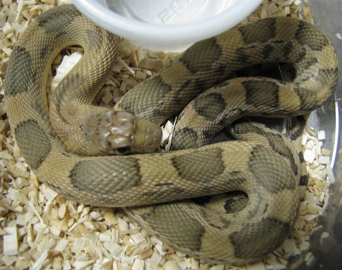 Pituophis deppei jani