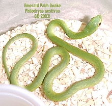 Philodryas aestivus