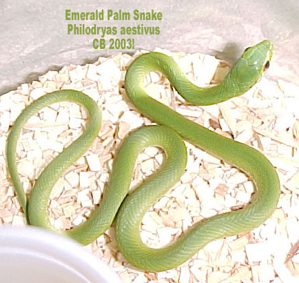 Philodryas aestivus