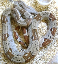 Boa c. imperator