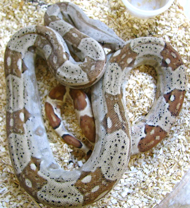 Boa c. imperator