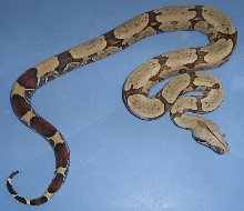 Boa constrictor amarali