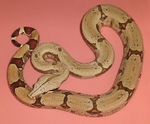 Boa constrictor amarali