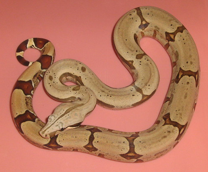 Boa constrictor amarali