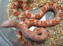 Pituophis c. sayi x Pituophic m.mugitus