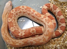 Pituophis c. sayi x Pituophic m.mugitus