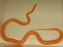 Elaphe guttata