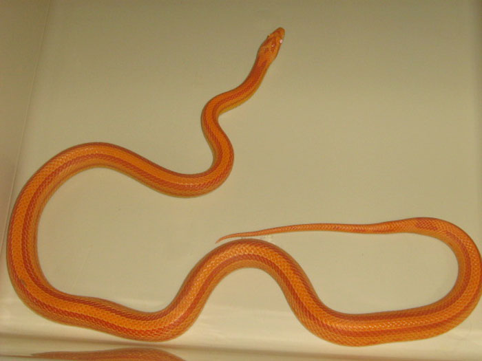 Elaphe guttata