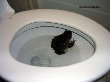 Toad Commode