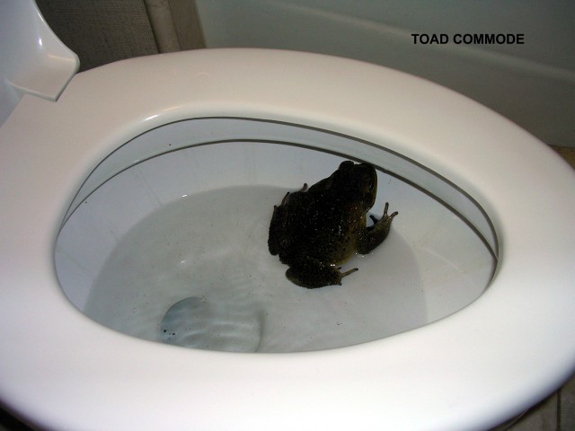 Toad Commode