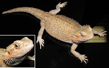 Pogona vitticeps