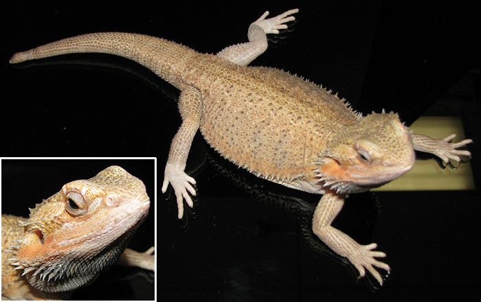 Pogona vitticeps