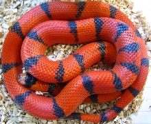 Lampropeltis t. hondurensis