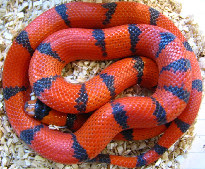 Lampropeltis t. hondurensis