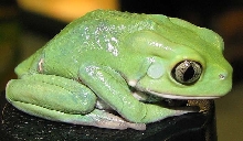 Pyllomedusa sauvagi