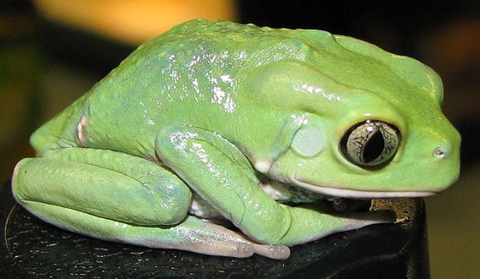Pyllomedusa sauvagi
