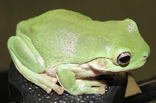 Litoria caerulea