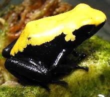 Dendrobates galactonotus