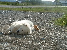 caramel and buddy